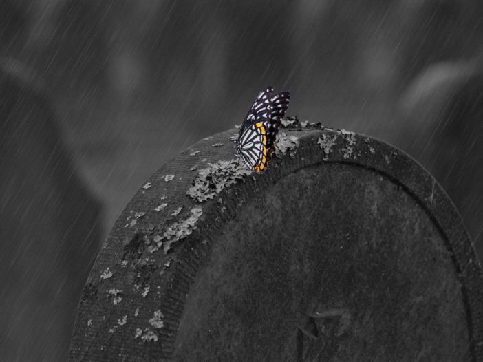 A butterfly resting on a tombstone in the rain