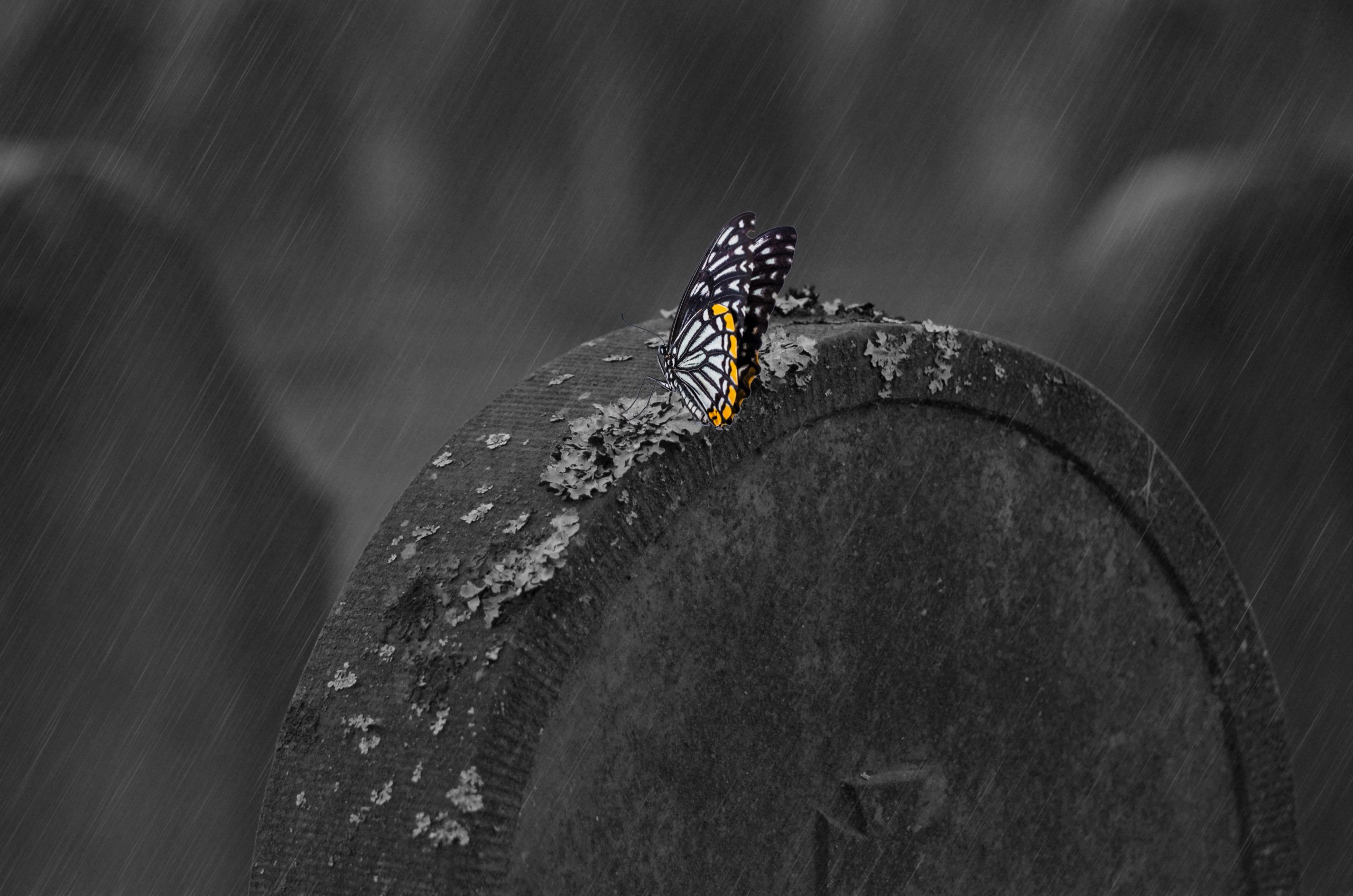 A butterfly resting on a tombstone in the rain